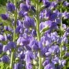Blue False Indigo (Baptisia Australis) - 1 Gallon Pot