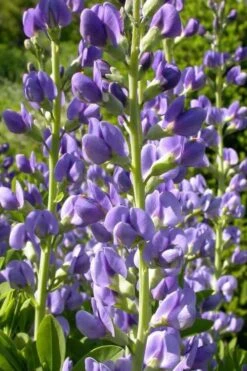Blue False Indigo (Baptisia Australis) - 1 Gallon Pot