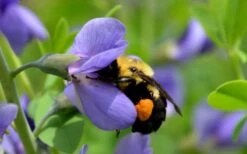 Blue False Indigo (Baptisia Australis) - 1 Gallon Pot 12 Blue False Indigo (Baptisia Australis) - 1 Gallon Pot -Botanica Tree Store baptisia australis blue wild indigo 3