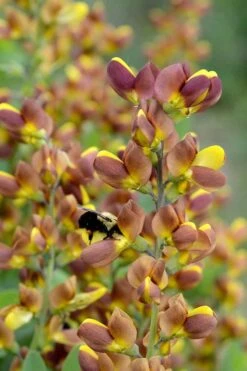 Cherries Jubilee Baptisia (False Indigo) - 1 Gallon Pot