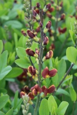 Cherries Jubilee Baptisia (False Indigo) - 1 Gallon Pot -Botanica Tree Store baptisia cherries jubilee 2