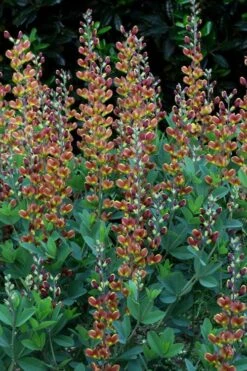 Cherries Jubilee Baptisia (False Indigo) - 1 Gallon Pot -Botanica Tree Store baptisia cherries jubilee 7