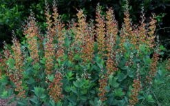 Cherries Jubilee Baptisia (False Indigo) - 1 Gallon Pot -Botanica Tree Store baptisia cherries jubilee 8