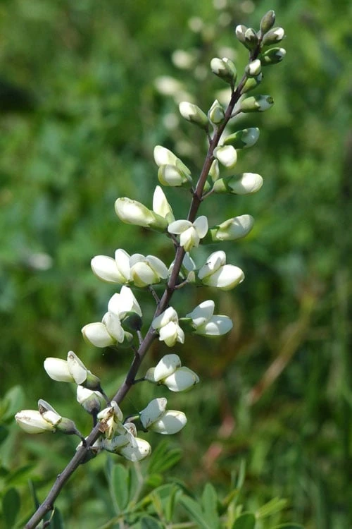 White False Indigo (Baptisia Pendula 'Alba') - 1 Gallon Pot 6 White False Indigo (Baptisia Pendula 'Alba') - 1 Gallon Pot - Image 6