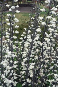 White False Indigo (Baptisia Pendula 'Alba') - 1 Gallon Pot 12 White False Indigo (Baptisia Pendula 'Alba') - 1 Gallon Pot -Botanica Tree Store baptisia pendula white false indigo 4
