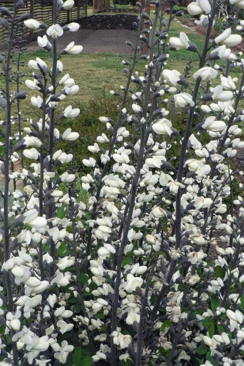 White False Indigo (Baptisia Pendula 'Alba') - 1 Gallon Pot 4 White False Indigo (Baptisia Pendula 'Alba') - 1 Gallon Pot - Image 4