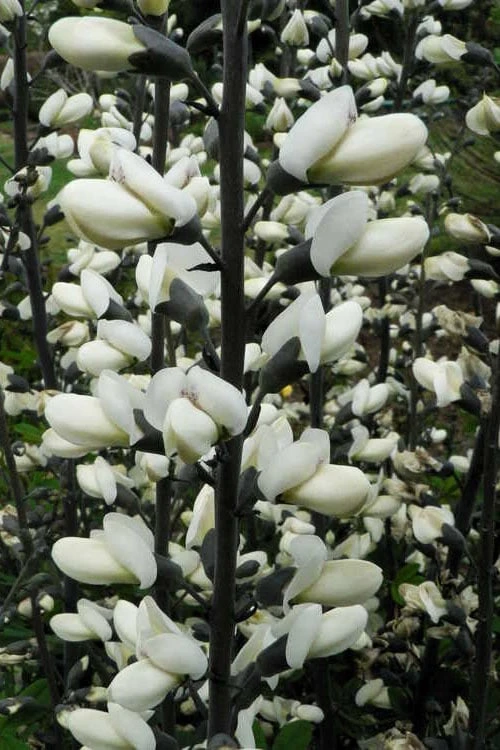 White False Indigo (Baptisia Pendula 'Alba') - 1 Gallon Pot 7 White False Indigo (Baptisia Pendula 'Alba') - 1 Gallon Pot - Image 7