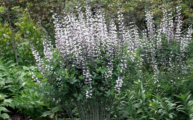 White False Indigo (Baptisia Pendula 'Alba') - 1 Gallon Pot 8 White False Indigo (Baptisia Pendula 'Alba') - 1 Gallon Pot - Image 8