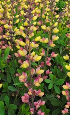 Pink Lemonade Baptisia (False Indigo) - 1 Gallon Pot 7 Pink Lemonade Baptisia (False Indigo) - 1 Gallon Pot -Botanica Tree Store baptisia pink lemonade 1