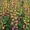 Pink Lemonade Baptisia (False Indigo) - 1 Gallon Pot