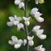 White False Indigo (Baptisia Pendula 'Alba') - 1 Gallon Pot