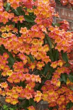 Tangerine Beauty Crossvine Bignonia - 6 Pack Of 1 Gallon Pots -Botanica Tree Store bignonia capreolata tangerine beauty crossvine 100