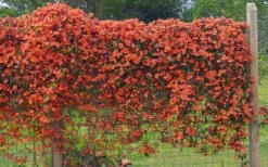Tangerine Beauty Crossvine Bignonia - 6 Pack Of 1 Gallon Pots -Botanica Tree Store bignonia capreolata tangerine beauty crossvine 101