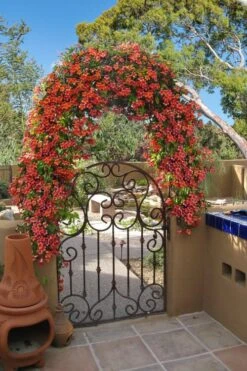 Tangerine Beauty Crossvine Bignonia - 6 Pack Of 1 Gallon Pots -Botanica Tree Store bignonia capreolata tangerine beauty crossvine 110