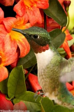 Tangerine Beauty Crossvine Bignonia - 6 Pack Of 1 Gallon Pots -Botanica Tree Store bignonia capreolata tangerine beauty crossvine 111