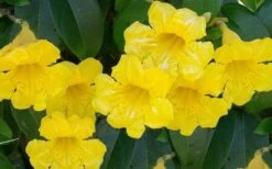 Yellow Crossvine (Bignonia) - 1 Gallon Pot -Botanica Tree Store bignonia capreolata yellow crossvine 1