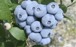 Northern Highbush Blueberry (Vaccinum Corymbosum) - 3 Gallon Pot -Botanica Tree Store blueberry northern20highbush 3 800x500 1