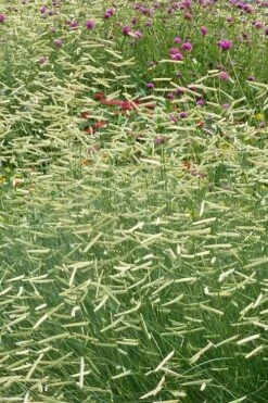 Blonde Ambition Blue Grama Grass (Bouteloua Gracilis) - 6 Pack Of 1 Gallon Pots -Botanica Tree Store bouteloua gracilis blonde ambition grama grass 2