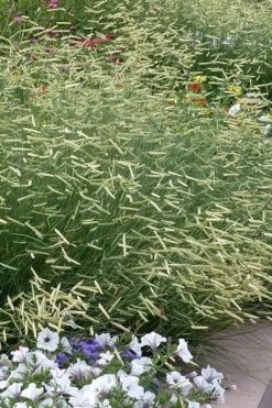 Blonde Ambition Blue Grama Grass (Bouteloua Gracilis) - 6 Pack Of 1 Gallon Pots