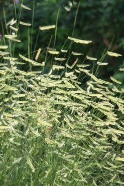 Blue Grama Grass (Bouteloua Gracilis) - 6 Pack Of 1 Gallon Pots -Botanica Tree Store bouteloua gracilis blue grama grass 1