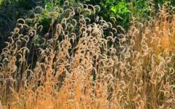 Blue Grama Grass (Bouteloua Gracilis) - 6 Pack Of 1 Gallon Pots -Botanica Tree Store bouteloua gracilis blue grama grass 2