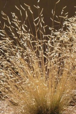 Blue Grama Grass (Bouteloua Gracilis) - 6 Pack Of 1 Gallon Pots -Botanica Tree Store bouteloua gracilis blue grama grass 5