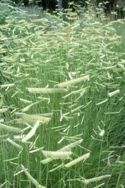 Blue Grama Grass (Bouteloua Gracilis) - 6 Pack Of 1 Gallon Pots -Botanica Tree Store bouteloua gracilis blue grama grass 6