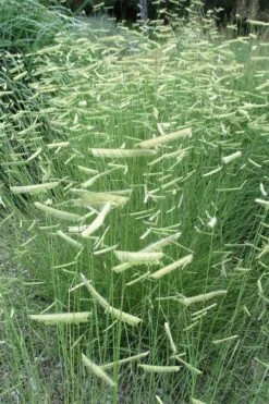 Blue Grama Grass (Bouteloua Gracilis) - 1 Gallon Pot