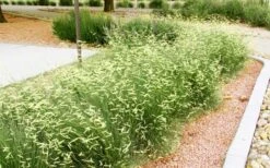 Blue Grama Grass (Bouteloua Gracilis) - 6 Pack Of 1 Gallon Pots -Botanica Tree Store bouteloua gracilis blue grama grass 8