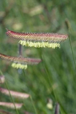 Blue Grama Grass (Bouteloua Gracilis) - 6 Pack Of 1 Gallon Pots -Botanica Tree Store bouteloua gracilis blue grama grass 9