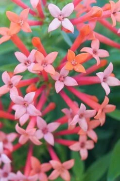 Estrellita Little Star Firecracker Bush (Bouvardia) - 3 Pack Of Quart Pots -Botanica Tree Store bouvardia estrellita little star firecracker bush 1