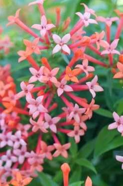 Estrellita Little Star Firecracker Bush (Bouvardia) - 3 Pack Of Quart Pots -Botanica Tree Store bouvardia estrellita little star firecracker bush 2
