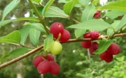 Fragrant Winter Honeysuckle Bush (Lonicera Fragrantissima) - 3 Gallon Pot 15 Fragrant Winter Honeysuckle Bush (Lonicera Fragrantissima) - 3 Gallon Pot -Botanica Tree Store bush fragrant honeysuckle 3 800x500 1