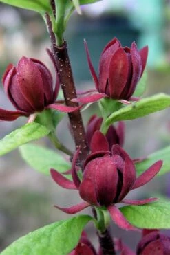 Simply Scentsational Sweetshrub (Calycanthus ) - 3 Gallon Pot -Botanica Tree Store calycanthus simply scentsational sweet shrub 3