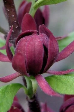 Simply Scentsational Sweetshrub (Calycanthus ) - 3 Gallon Pot -Botanica Tree Store calycanthus simply scentsational sweet shrub 7