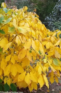 Simply Scentsational Sweetshrub (Calycanthus ) - 3 Gallon Pot -Botanica Tree Store calycanthus simply scentsational sweet shrub 8