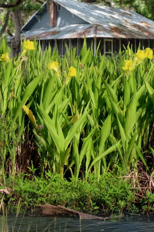 Bandana Of The Everglades Golden Canna Lily - 1 Gallon Pot 4 Bandana Of The Everglades Golden Canna Lily - 1 Gallon Pot - Image 4