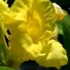 Bandana Of The Everglades Golden Canna Lily - 1 Gallon Pot