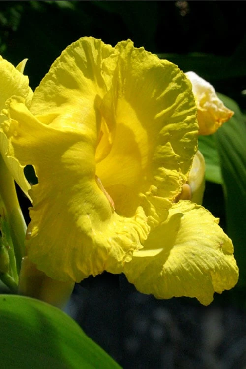 Bandana Of The Everglades Golden Canna Lily - 1 Gallon Pot 1 Bandana Of The Everglades Golden Canna Lily - 1 Gallon Pot
