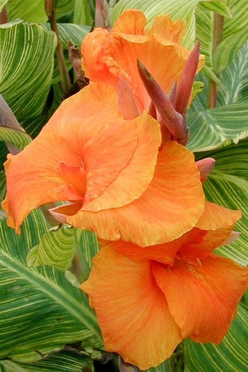 Bengal Tiger Canna Lily - 1 Gallon Pot 6 Bengal Tiger Canna Lily - 1 Gallon Pot - Image 6