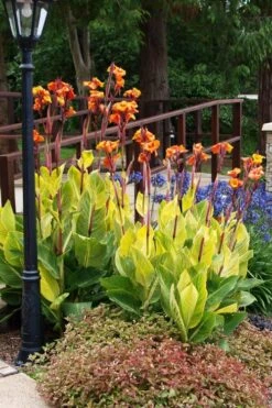 Bengal Tiger Canna Lily - 1 Gallon Pot 19 Bengal Tiger Canna Lily - 1 Gallon Pot -Botanica Tree Store canna pretoria bengal tiger 12