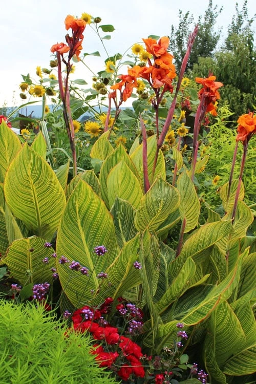Bengal Tiger Canna Lily - 1 Gallon Pot 1 Bengal Tiger Canna Lily - 1 Gallon Pot