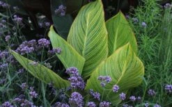 Bengal Tiger Canna Lily - 1 Gallon Pot 18 Bengal Tiger Canna Lily - 1 Gallon Pot -Botanica Tree Store canna pretoria bengal tiger 3