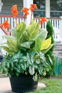 Bengal Tiger Canna Lily - 1 Gallon Pot 16 Bengal Tiger Canna Lily - 1 Gallon Pot -Botanica Tree Store canna pretoria bengal tiger 4