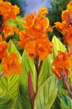 Bengal Tiger Canna Lily - 1 Gallon Pot 13 Bengal Tiger Canna Lily - 1 Gallon Pot -Botanica Tree Store canna pretoria bengal tiger 8
