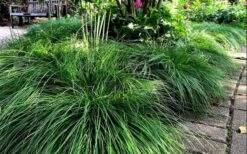 Cherokee Sedge (Carex Cherokeensis) - 8 Pack Of 1 Gallon Pots -Botanica Tree Store carex cherokeensis cherokee sedge 10