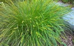 Cherokee Sedge (Carex Cherokeensis) - 8 Pack Of 1 Gallon Pots -Botanica Tree Store carex cherokeensis cherokee sedge 3