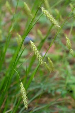 Cherokee Sedge (Carex Cherokeensis) - 8 Pack Of 1 Gallon Pots -Botanica Tree Store carex cherokeensis cherokee sedge 4
