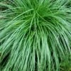 Cherokee Sedge (Carex Cherokeensis) - 8 Pack Of 1 Gallon Pots