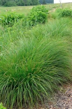 Fox Sedge (Carex Vulpinoidea) - 8 Pack Of 1 Gallon Pots -Botanica Tree Store carex vulpinoidea fox sedge 1